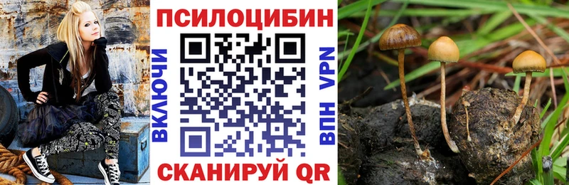 Галлюциногенные грибы Psilocybe  Купить где  Менделеевск 